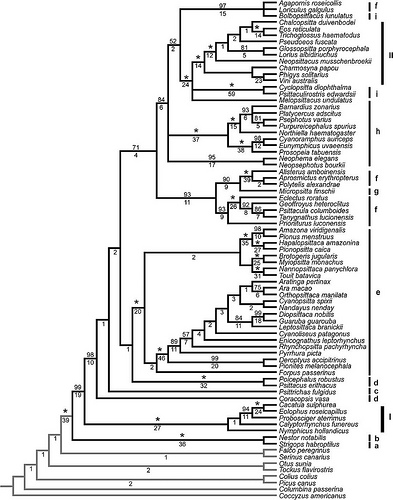 Bird Cladogram