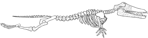 Ambulocetus natans -- the walking whale that swims