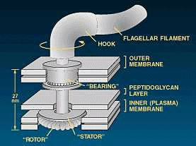 Bacterial flagellum diagram