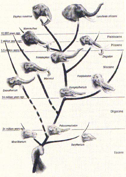 elephant (proboscidean) evolutionary lineage