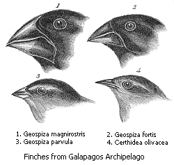 Finches from the Galapagos islands