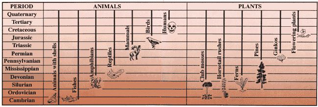 The fossil record, geological periods, and major groupings of plants and animals