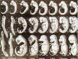 Haeckel's original embryo drawing from 1874