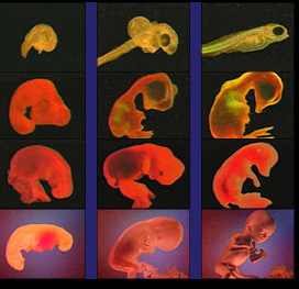 True representations of various embryos (top row fish, then chicken, then pig, and bottom row human) at the "phylotypic" stage by Richardson (1997)